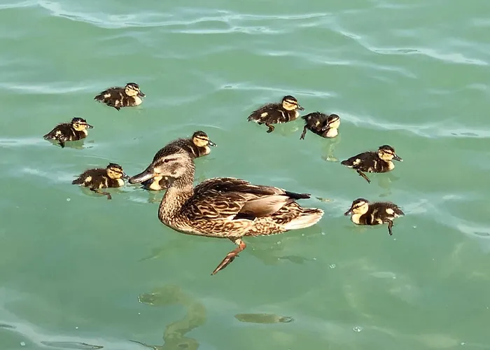 Sunset By The דירה